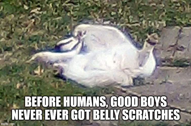 photo caption - Before Humans, Good Boys Never Ever Got Belly Scratches imgflip.com