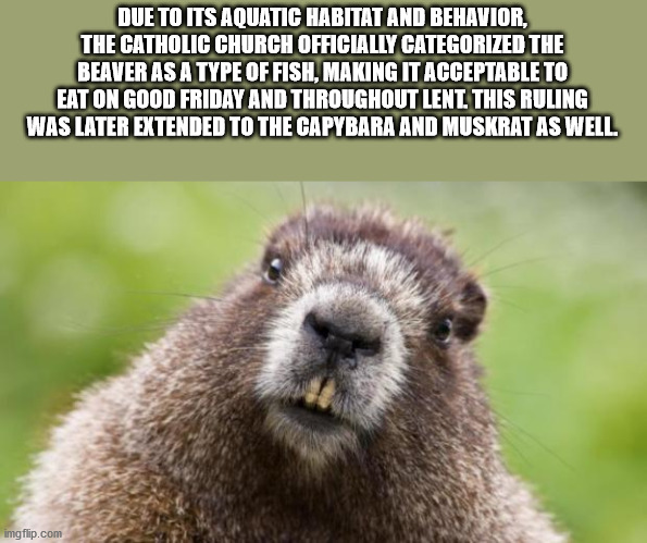 front teeth animal - Due To Its Aquatic Habitat And Behavior, The Catholic Church Officially Categorized The Beaver As A Type Of Fish. Making It Acceptable To Eat On Good Friday And Throughout Lent. This Ruling Was Later Extended To The Capybara And Muskr