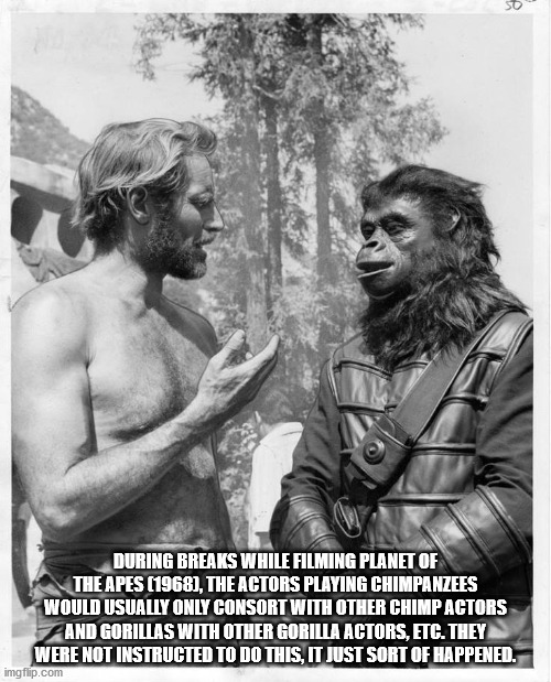 During Breaks While Filming Planet Of The Apes 1968, The Actors Playing Chimpanzees Would Usually Only Consort With Other Chimpactors And Gorillas With Other Gorilla Actors, Etc. They Were Not Instructed To Do This, It Just Sort Of Happened. imgflip.com