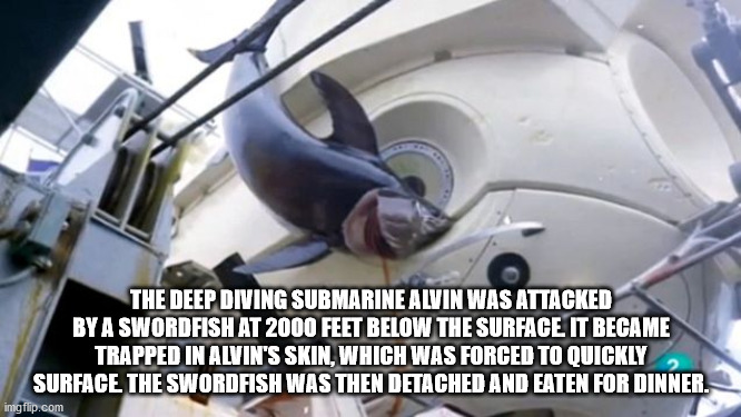 swordfish stuck - The Deep Diving Submarine Alvin Was Attacked By A Swordfish At 2000 Feet Below The Surface It Became Trapped In Alvin'S Skin, Which Was Forced To Quickly Surface The Swordfish Was Then Detached And Eaten For Dinner. imgflip.com