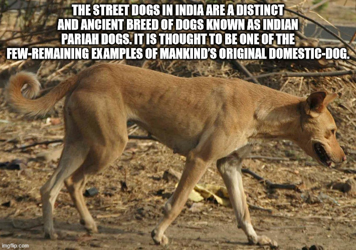 indian pariah dog - The Street Dogs In India Are A Distinct And Ancient Breed Of Dogs Known As Indian Pariah Dogs. It Is Thought To Be One Of The FewRemaining Examples Of Mankind'S Original DomesticDog. imgflip.com