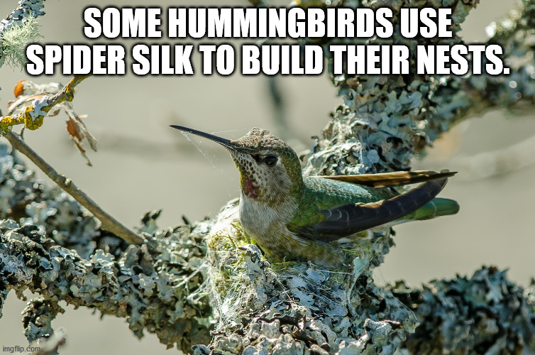 hummingbird - Some Hummingbirds Use Spider Silk To Build Their Nests. imgflip.com