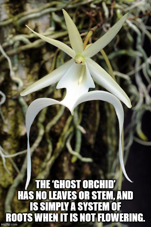 ghost orchid - The Ghost Orchid' Has No Leaves Or Stem, And Is Simply A System Of Roots When It Is Not Flowering. imgflip.com