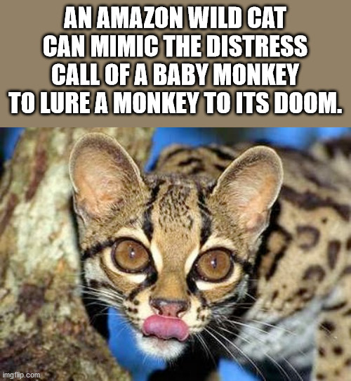nocturnal wild cats - An Amazon Wild Cat Can Mimic The Distress Call Of A Baby Monkey To Lure A Monkey To Its Doom. imgflip.com