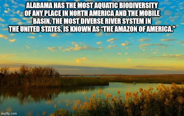 obvious troll is obvious - Alabama Has The Most Aquatic Biodiversity Of Any Place In North America And The Mobile Basin. The Most Diverse River System Un The United States Is Known As 'The Amazon Of America." imgflip.com