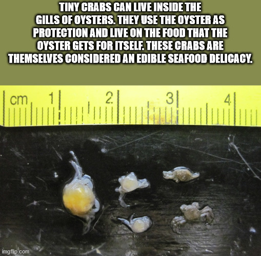 photo caption - Tiny Crabs Can Live Inside The Gilis Of Oysters. They Use The Oyster As Protection And Live On The Food That The Oyster Gets For Itself. These Crabs Are Themselves Considered An Edible Seafood Delicacy. 1cm, imgflip.com