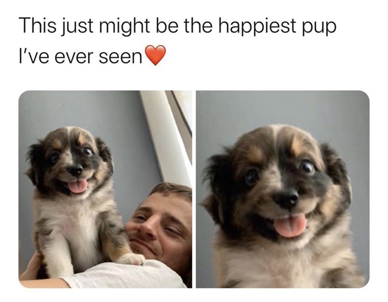 puppy - This just might be the happiest pup I've ever seen