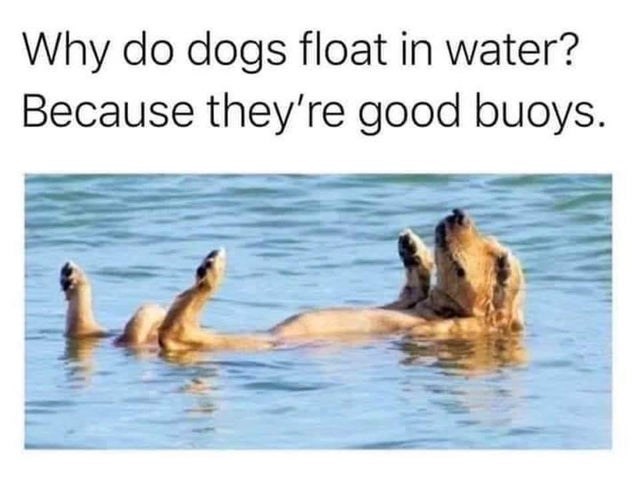 dog upside down in water - Why do dogs float in water? Because they're good buoys.