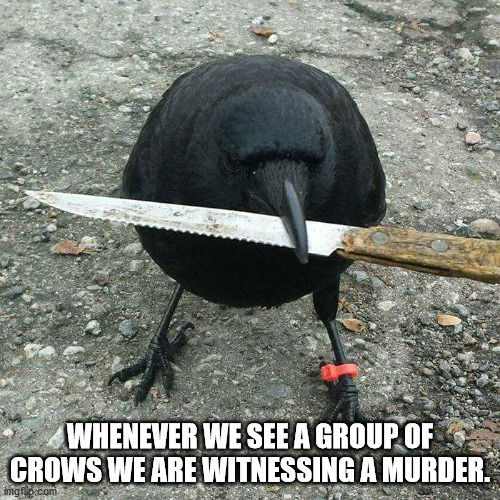 animals with knife - Whenever We See A Group Of Crows We Are Witnessing A Murder.