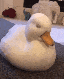 sleepy duck gif