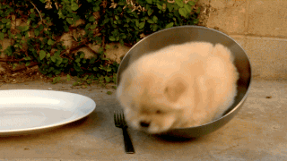 dog in bowl