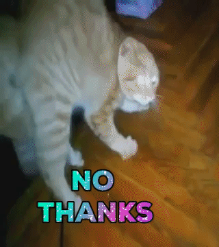 kitten - No Thanks