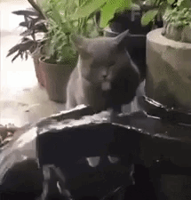 cat exe has stopped working gif