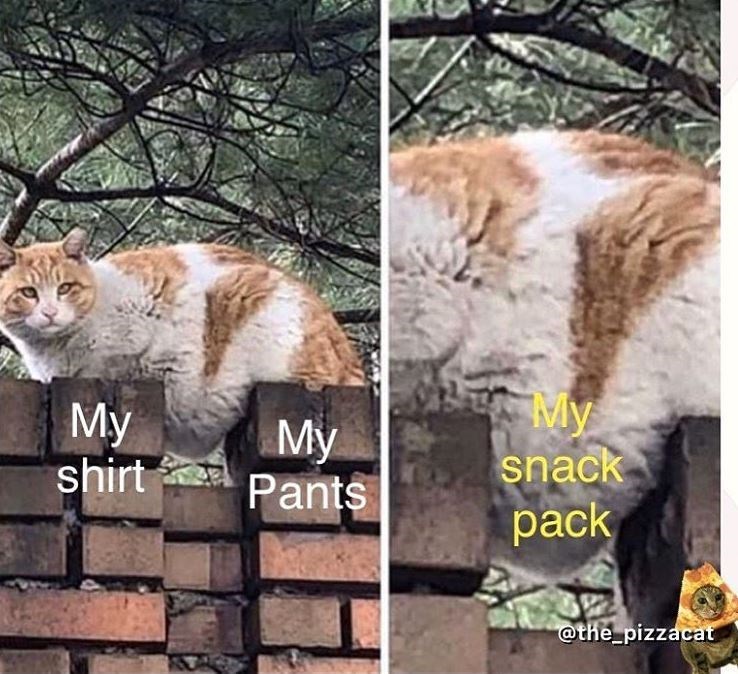 Cat - My shirt My Pants My snack pack