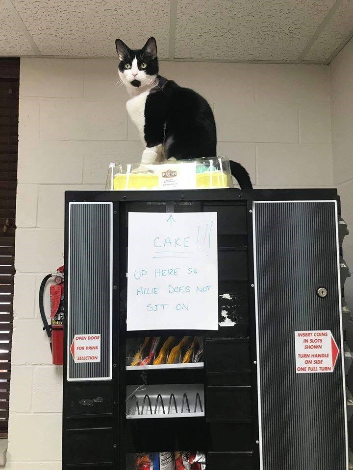 cat - Fresh Ltuuttiiiii Up Here So Allie Does Not Sit On Open Door For Drink Insert Coins In Slots Shown Turn Handle On Side One Full Turn Selection Waan U