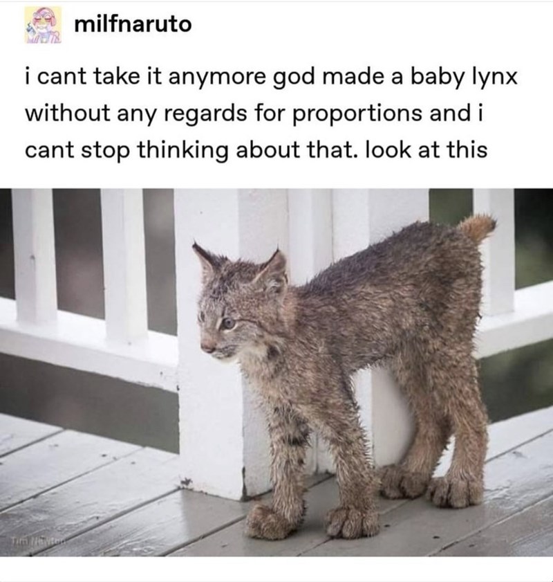 baby lynx proportions - se milfnaruto i cant take it anymore god made a baby lynx without any regards for proportions and i cant stop thinking about that. look at this
