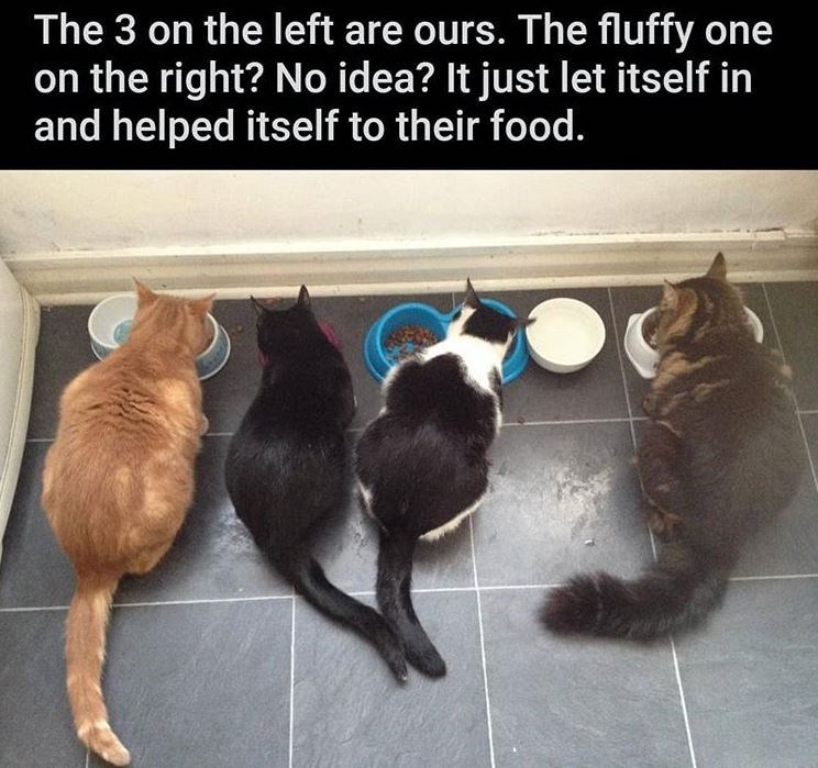 photo caption - The 3 on the left are ours. The fluffy one on the right? No idea? It just let itself in and helped itself to their food.