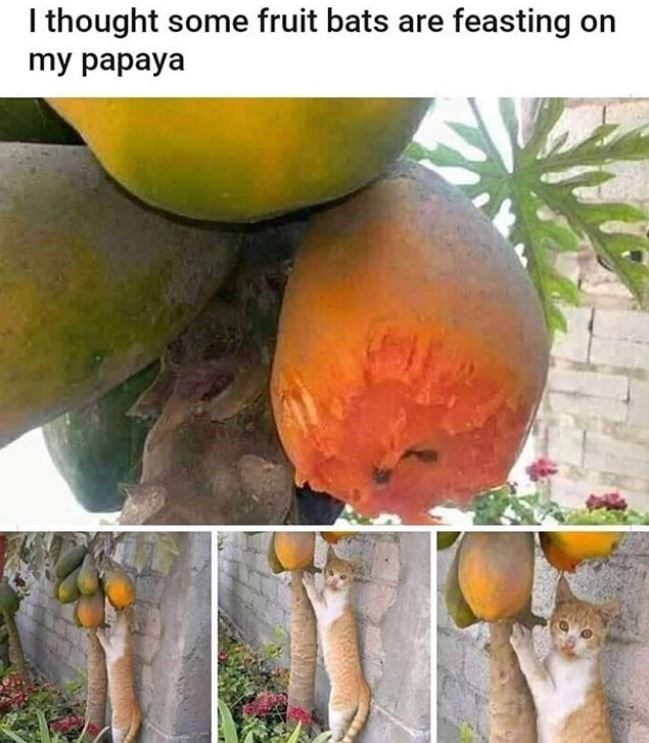 I thought some fruit bats are feasting on my papaya