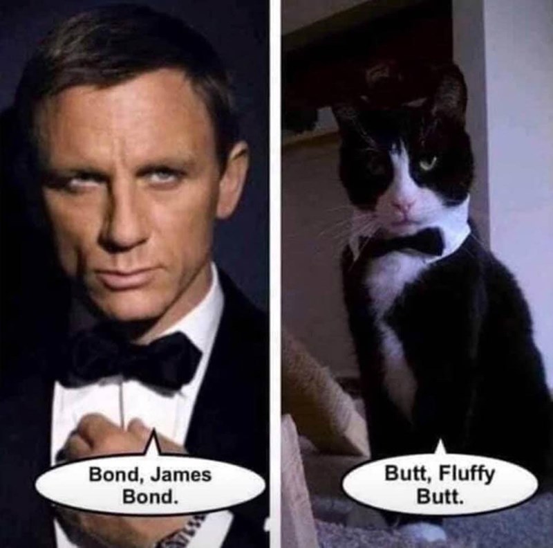 james bond with cat - Bond, James Bond. Butt, Fluffy Butt.