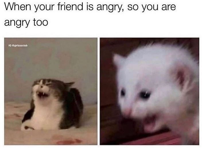 cat meme - When your friend is angry, so you are angry too Ig