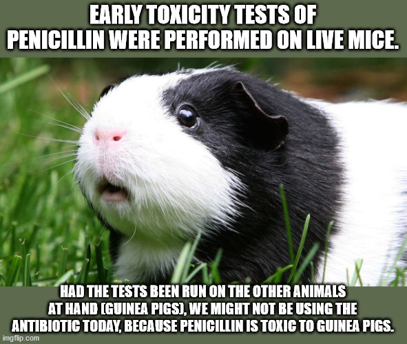 Early Toxicity Tests Of Penicillin Were Performed On Live Mice Had The Tests Been Run On The Other Animals At Hand Guinea Pigs, We Might Not Be Using The Antibiotic Today, Because Penicillin Is Toxic To Guinea Pigs.
