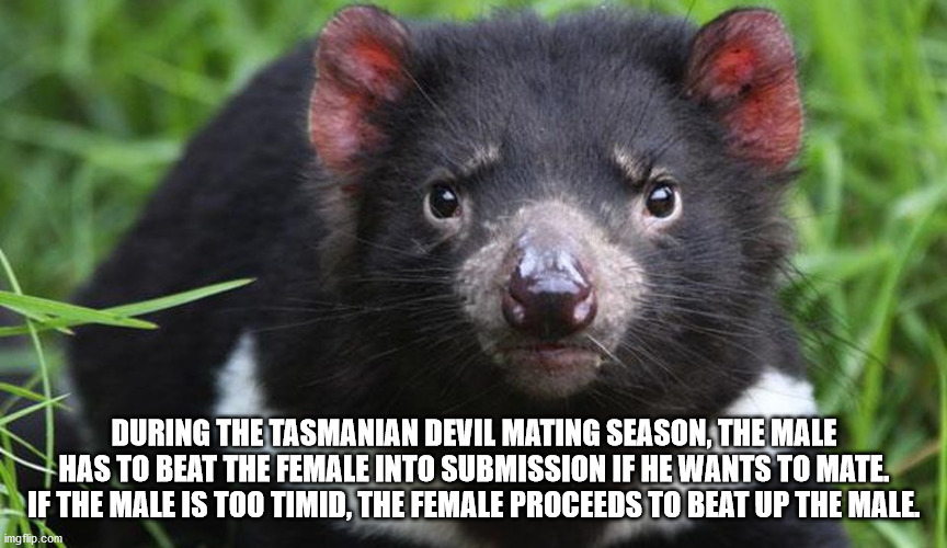 During The Tasmanian Devil Mating Season, The Male Has To Beat The Female Into Submission If He Wants To Mate. If The Male Is Too Timid, The Female Proceeds To Beat Up The Male