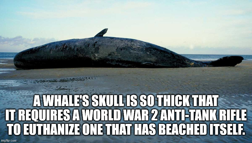 A Whale'S Skull Is So Thick That It Requires A World War 2 AntiTank Rifle To Euthanize One That Has Beached Itself.