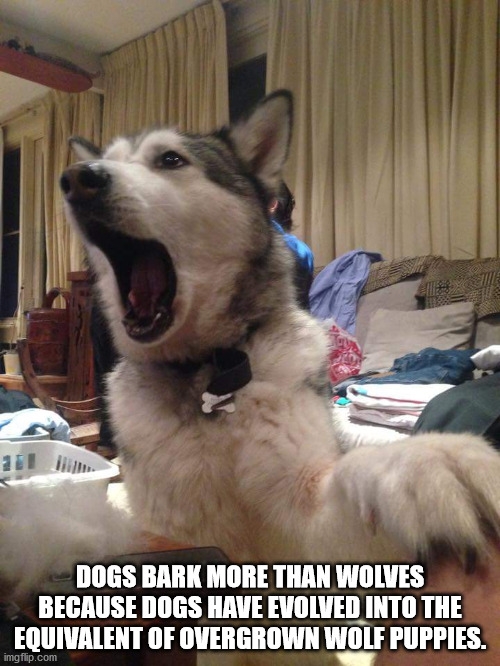 Dogs Bark More Than Wolves Because Dogs Have Evolved Into The Equivalent Of Overgrown Wolf Puppies.