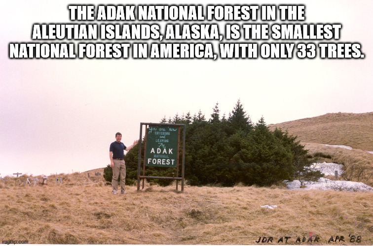 The Adak National Forest In The Aleutian Islands, Alaska, Is The Smallest National Forest in America, With Only 33 Trees.