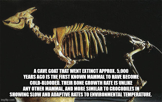 A Cave Goat That Went Extinct Approx. 5,000 Years Ago Is The First Known Mammal To Have Become ColdBlooded. Their Bone Growth Rate Is Un Any Other Mammal, And More Similar To Crocodiles In Showing Slow And Adaptive Rates To Environmental temperature.