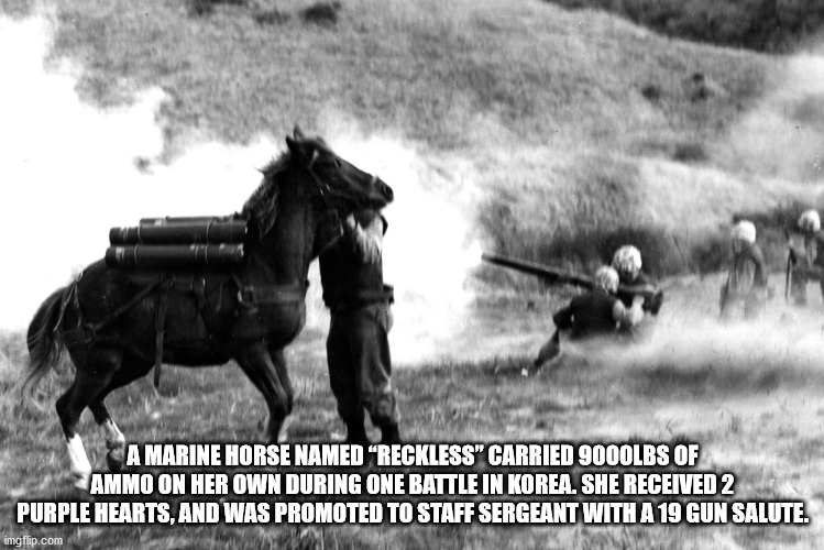 battlefield war horse - A Marine Horse Named Reckless" Carried 9000LBS Of Ammo On Her Own During One Battle In Korea. She Received 2 Purple Hearts, And Was Promoted To Staff Sergeant With A 19 Gun Salute. imgflip.com