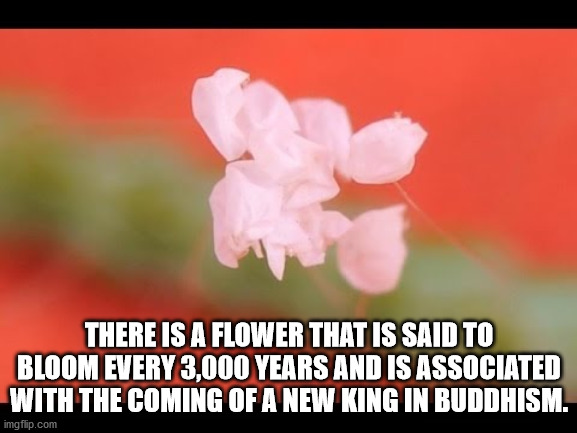 udumbara flower - There Is A Flower That Is Said To Bloom Every 3,000 Years And Is Associated With The Coming Of A New King In Buddhism. imgflip.com