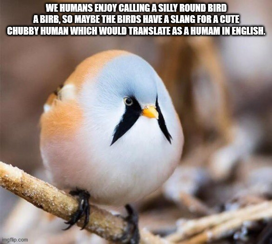 bearded reedling - We Humans Enjoy Calling A Silly Round Bird A Birb, So Maybe The Birds Have A Slang For A Cute Chubby Human Which Would Translate As A Humam In English. imgflip.com