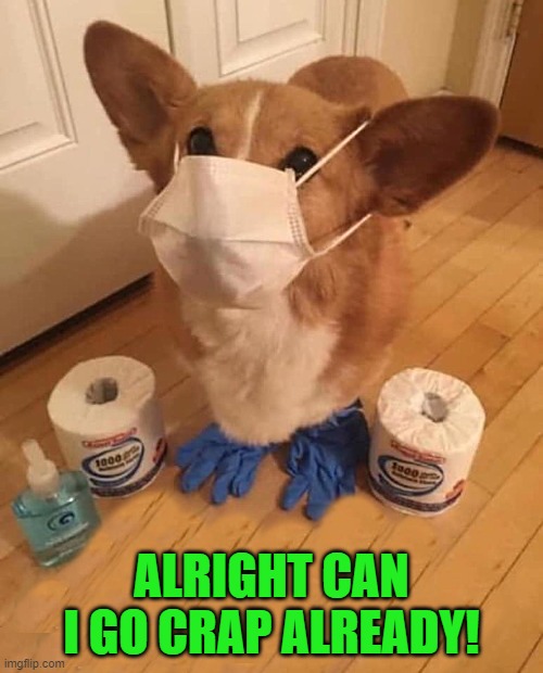 corgi with mask and gloves