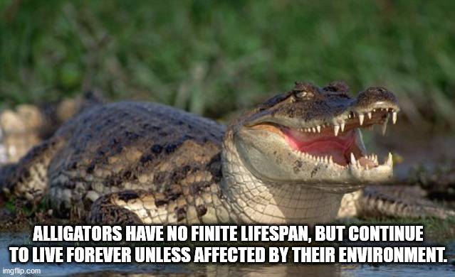 Alligators Have No Finite Lifespan, But Continue To Live Forever Unless Affected By Their Environment.