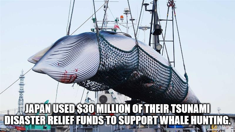 Japan Used $30 Million Of Their Tsunami Disaster Relief Funds To Support Whale Hunting.