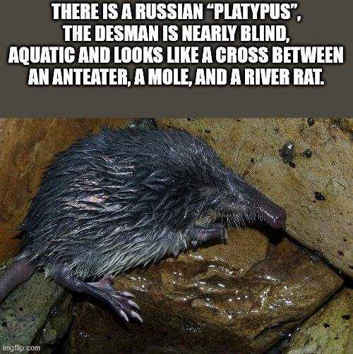 There Is A Russian Platypus the dsman is nearly blind aquatic and looks like a cross between an anteater, a mole, and a river rat
