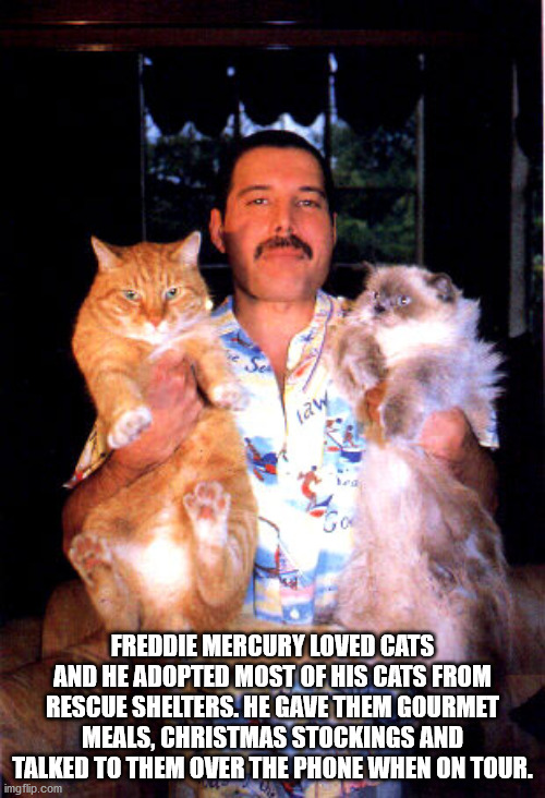 Freddie Mercury Loved Cats And He Adopted Most Of His Cats From Rescue Shelters. He Gave Them Gourmet Meals, Christmas Stockings And Talked To Them Over The Phone When On Tour.