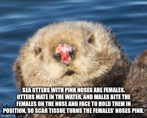 Sea Otters With Pink Noses Are Females. Otters Mate In The Water And Males Bite The Females On The Nose And Face To Hold Them In Position, So Scar Tissue Turns The Females' Noses Pink.