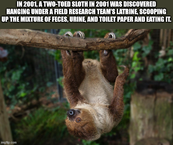 In 2001, A TwoToed Sloth In 2001 Was Discovered Hanging Under A Field Research Team'S Latrine, Scooping Up The Mixture Of Feces, Urine, And Toilet Paper And Eating It.
