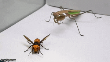 praying mantis murder hornet - imgimo.com
