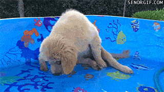 puppy pool gif - Senorgif.Com