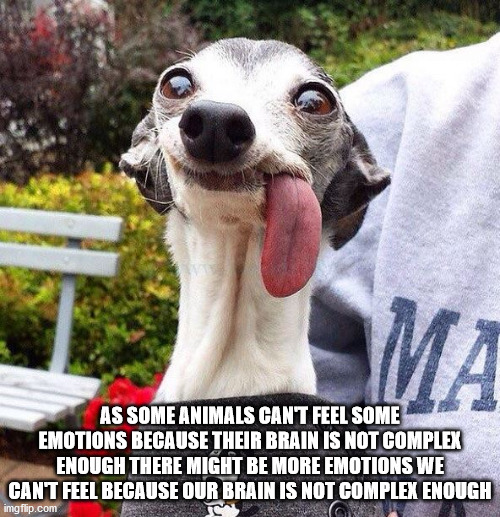 my spirit animal meme - Ma As Some Animals Cant Feel Some Emotions Because Their Brain Is Not Complex Enough There Might Be More Emotions We Cant Feel Because Our Brain Is Not Complex Enough imgflip.com