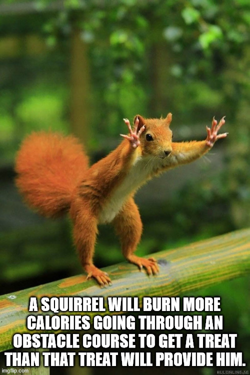 funny animal pose - A Squirrel Will Burn More Calories Going Through An Obstacle Course To Get A Treat Than That Treat Will Provide Him. imgflip.com Kulonline.Se