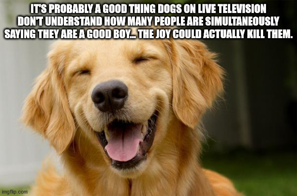 happy dog - It'S Probably A Good Thing Dogs On Live Television Don'T Understand How Many People Are Simultaneously Saying They Are A Good Boy. The Joy Could Actually Kill Them. imgflip.com
