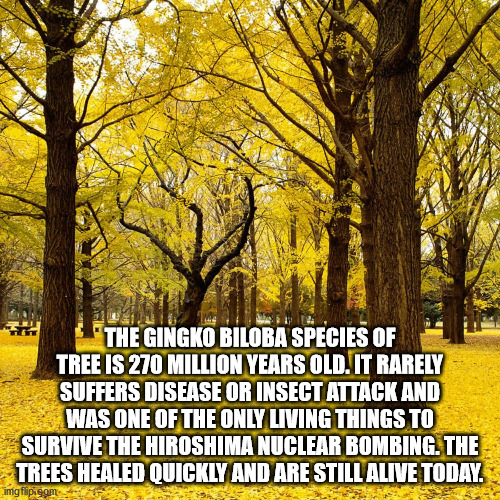 The Gingko Biloba Species Of Tree Is 270 Million Years Old. It Rarely Suffers Disease Or Insect Attack And Was One Of The Only Living Things To Survive The Hiroshima Nuclear Bombing. The Trees Healed Quickly And Are Still alive today.