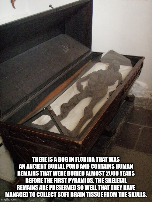 There Is A Bog In Florida That Was An Ancient Burial Pond And Contains Human Remains That Were Buried Almost 2000 Years Before The First Pyramids. The Skeletal Remains Are Preserved So Well That They Have Managed To Collect Soft Brain Tissue from the skul