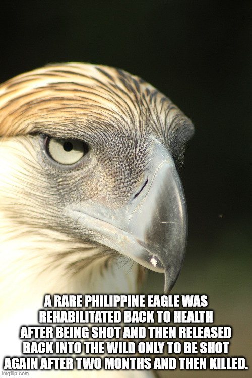 beak - A Rare Philippine Eagle Was Rehabilitated Back To Health After Being Shot And Then Released Back Into The Wild Only To Be Shot Again After Two Months And Then Killed. imgflip.com