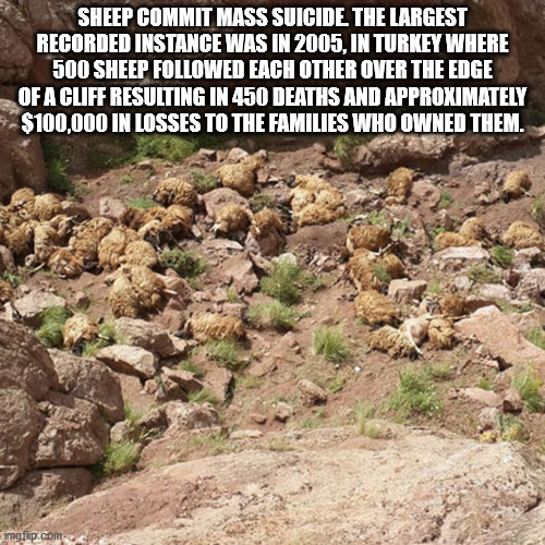 Sheep Commit Mass Suicide. The Largest Recorded Instance Was In 2005, In Turkey Where 500 Sheep ed Each Other Over The Edge Of A Cliff Resulting In 450 Deaths And Approximately $100,000 In Losses To The Families Who Owned Them. imgflip.com