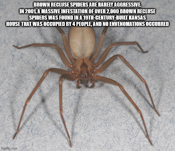 brown recluse - Brown Recluse Spiders Are Rarely Aggressive In 2001, A Massive Infestation Of Over 2,000 Brown Recluse Spiders Was Found In A 19THCenturyBuilt Kansas House That Was Occupied By 4 People, And No Envenomations Occurred imgflip.com